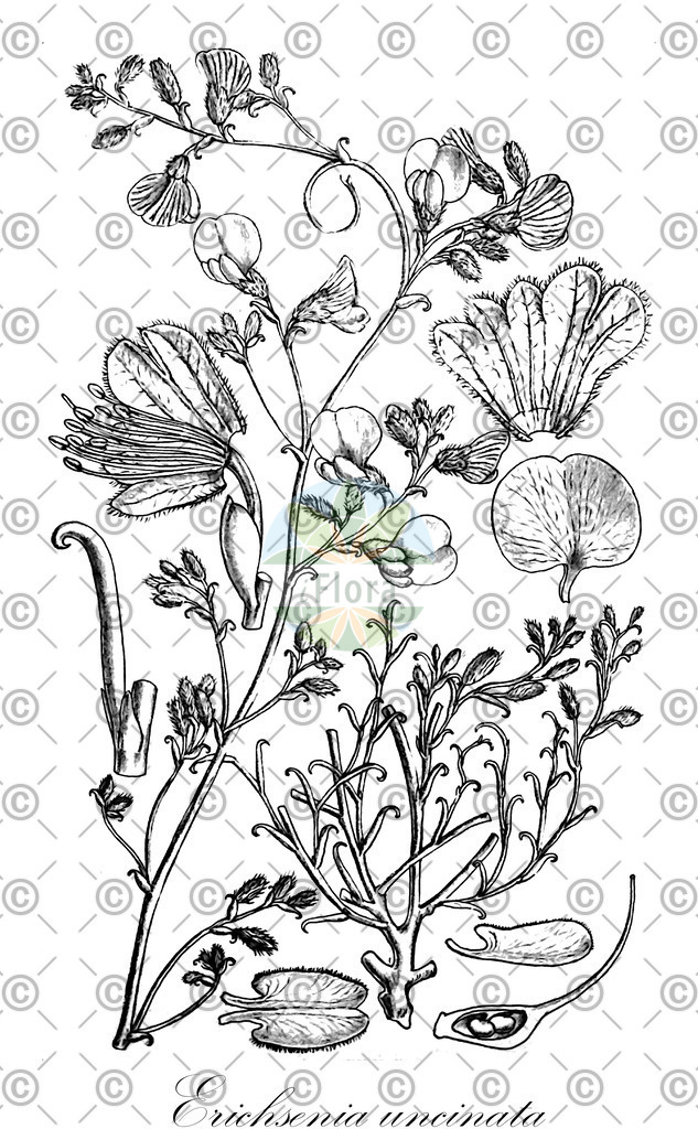 HistAbb_EMP_122745_SRC_Schlechtendal_FLORAD_SIMPLE | Historische Abbildung von Erichsenia uncinata - Fabaceae | Historical Illustration of Erichsenia uncinata - Fabaceae
