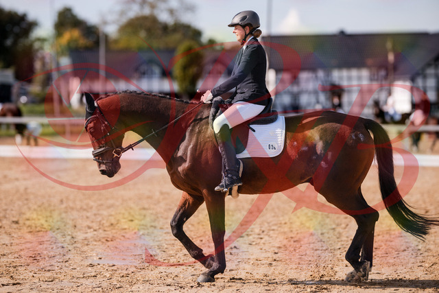 2026_10_03_Siefer-Hof_130212_Z81_55477688 | Professionelle Reitsport-, Turnier- und Eventfotografie von Robert Broda. Galerien mit ausgewählten und bearbeiteten Bildern direkt online ansehen und bestellen.