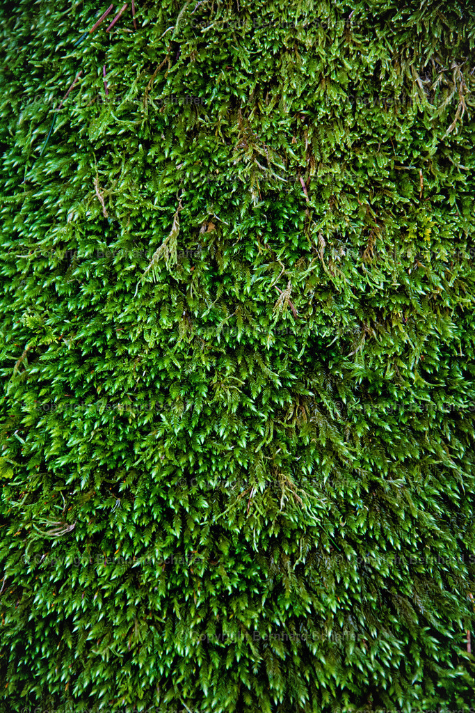 BACKDROP - Baummoos | Moosfläche an einem Baum gewachsen - Realisiert mit Pictrs.com