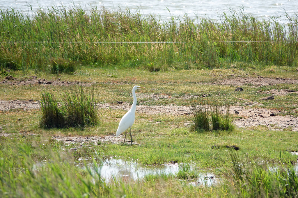 Prerow Bodden Landscape | foto-focus-online