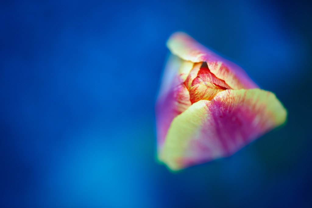 gestreifte Tulpe im Garten | Austria - April 26, 2013: gestreifte Tulpe im Garten von oben gesehen. - Realisiert mit Pictrs.com