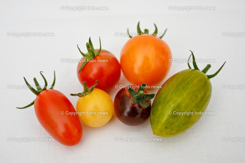 Landwirtschaft_ Gemuesebauer Spiesmayr_ 05.09.2023-31 | 05.09.2023, Wilhering, AUT, Landwirtschaft, Gemuesebauer Spiesmayr in Appersberg, im Bild Tomaten