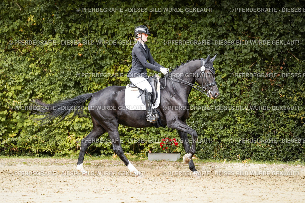 DSC03520 | Pferdegrafie