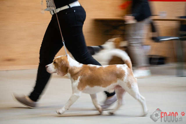 Expo Hunde CAC 2023 Escholzmatt | Expo SLC/CCC/CSS (CAC) in Escholzmatt. 03.06.2023 Foto: Leo Wyden