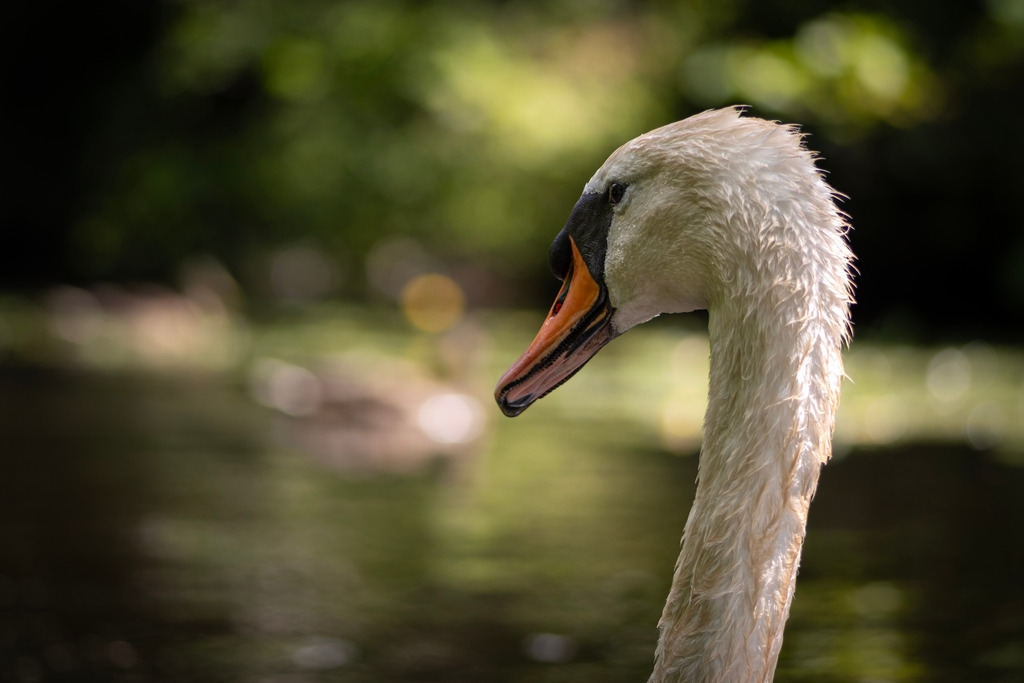 _DSC4309 | kaefersammler_roy - Realisiert mit Pictrs.com