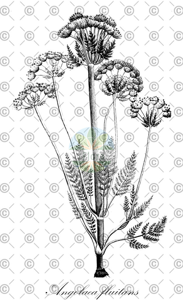 HistAbb_wfo-0000536542_2_ENZY_Simple | Historische Abbildung von Angolaea fluitans - Podostemaceae | Historical Illustration of Angolaea fluitans - Podostemaceae