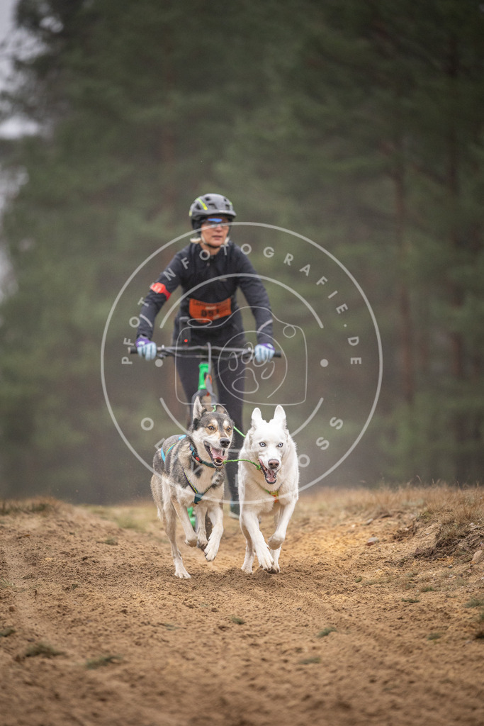 Pfotenfotografie_DV3A1243 | Hundefotografie, Tierfotograf, Pfotenfotografie, Fotoshooting Hund, Hunde Portrait, Hundesport, Hundeportraits, Heideshooting, Hunde, Sportfotograf, Hundefotograf, Turnierhundsport, THS,  - Realisiert mit Pictrs.com