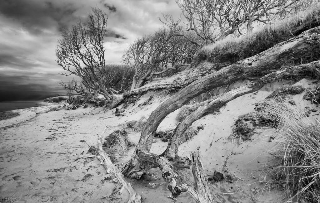 deutschland-2017-164 | Der Darßwald ist ein Waldgebiet auf dem Westteil der Halbinsel Darß im Nationalpark Vorpommersche Boddenlandschaft. Einige Gebiete des Darßwaldes werden nicht bewirtschaftet und urwüchsig belassen. Im Westen reicht der Wald bis an die Ostsee. - Realisiert mit Pictrs.com
