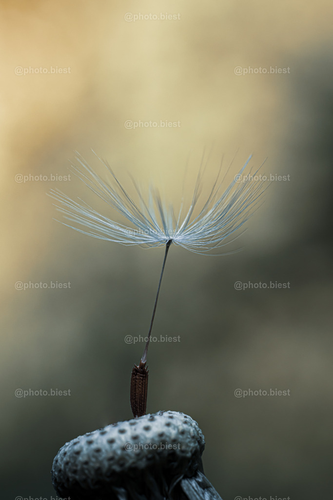 Der letzte Halt | Ein letztes Samenschirmchen der Pusteblume. - Realisiert mit Pictrs.com