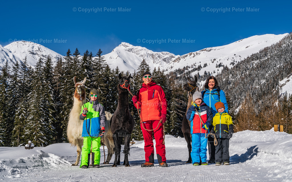 Lama_Wanderung_Winter_Familie_Stocker-24 | piet_flosse