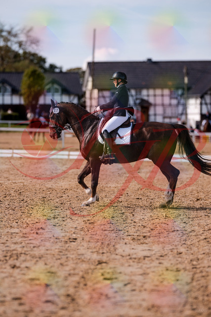 2026_10_03_Siefer-Hof_132608_Z81_79210062 | Professionelle Reitsport-, Turnier- und Eventfotografie von Robert Broda. Galerien mit ausgewählten und bearbeiteten Bildern direkt online ansehen und bestellen.