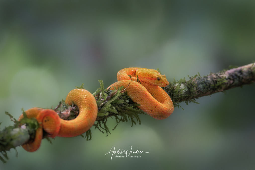 Gelb und giftig | Andre Wandrei - Nature Artworx - Realisiert mit Pictrs.com