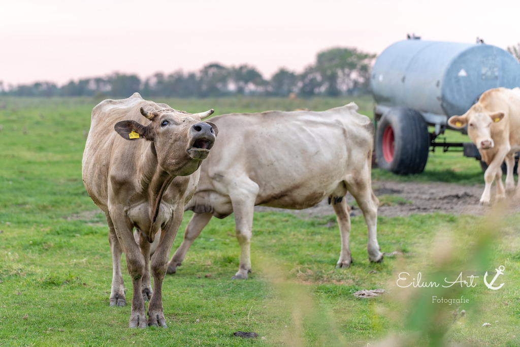 EAF_6933 | Eilun-Art-Fotografie Levke Martens, ihre Fotografin für Immobilien- und Landschaftsfotografie auf Föhr, Föhrer Motive als Poster, Leinwand, hinter Acrylglas oder stelle dir deinen eigenen Monatskalender zusammen, mit nur einem Klick