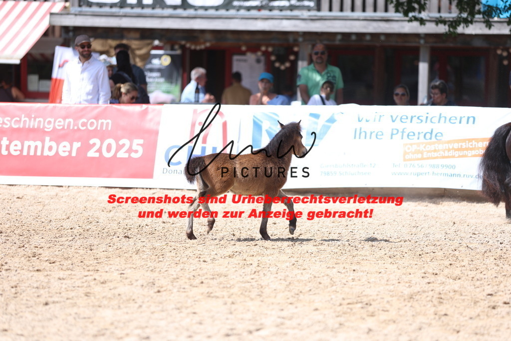 Fohlenschau_Schwäbisch_Hall_Ponys_KN 50_8 | lmwpictures - Realisiert mit Pictrs.com