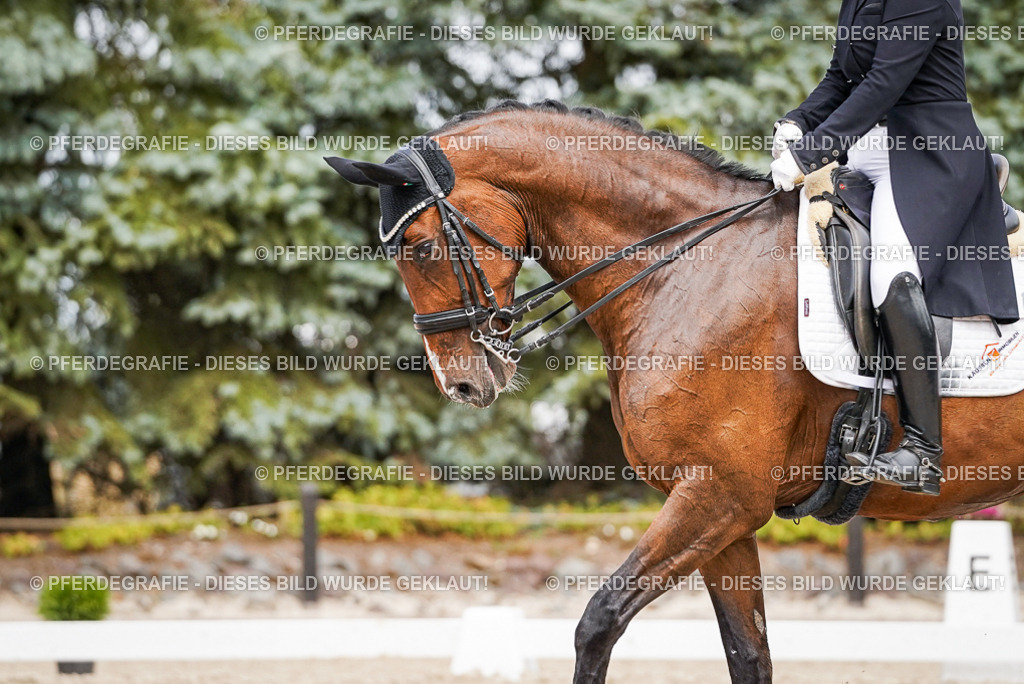 DSC06636 | Pferdegrafie