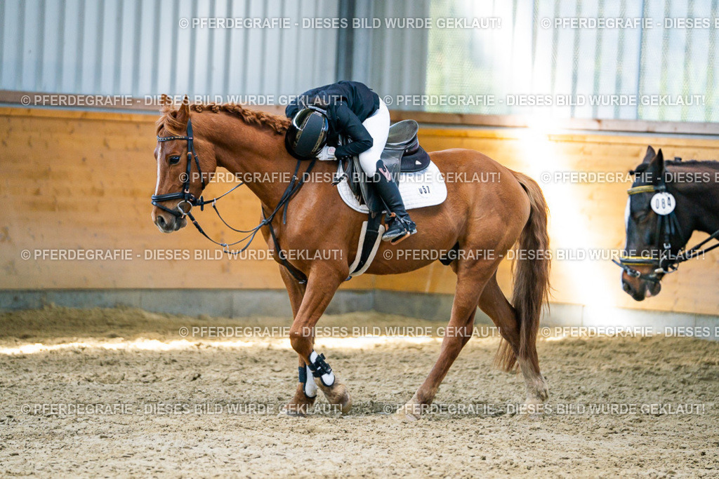 DSC01963 | Pferdegrafie