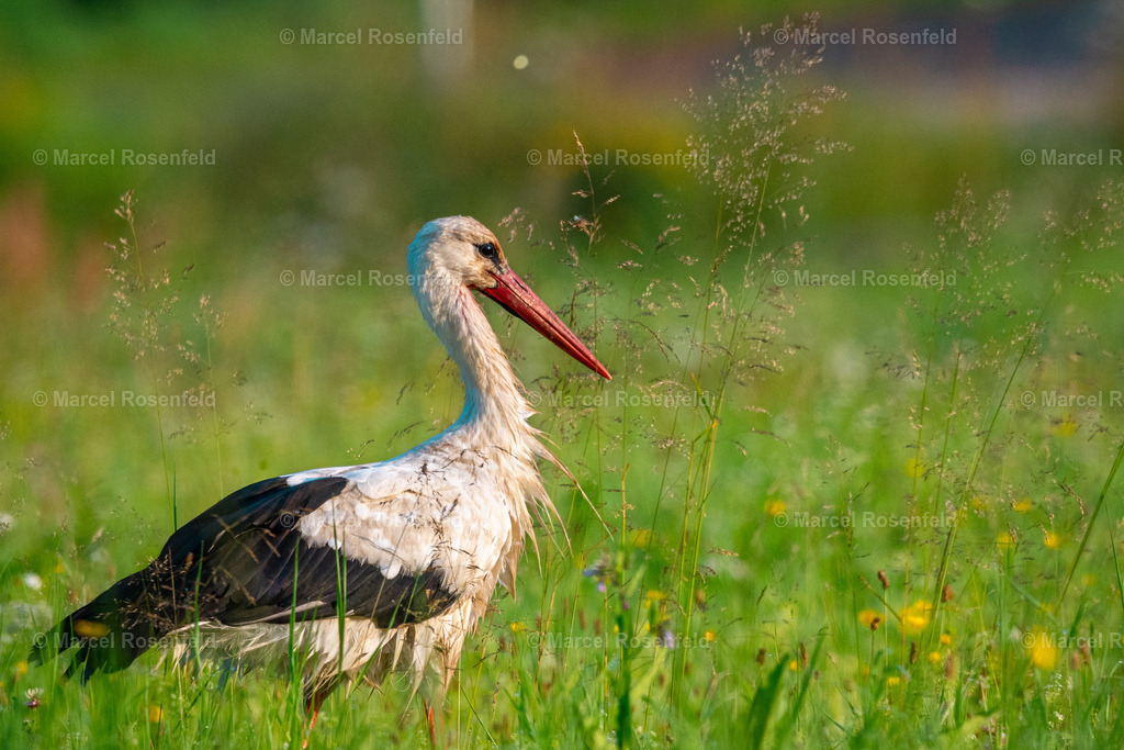 _DSC9413 | foto-rosenfeld