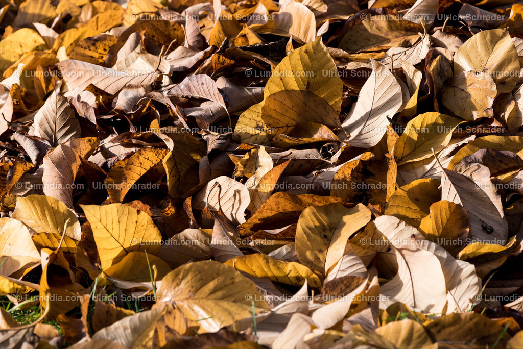 10049-4576 - Landschaftspark Degenershausen | Stockfoto und Bilderpool mit Bildmaterial aus Deutschland, dem Harz, Halberstadt, Quedlinburg, Wernigerode und weltweit. Qualitativ hochwertige und professionelle Fotos anschauen und kaufen. - Realisiert mit Pictrs.com