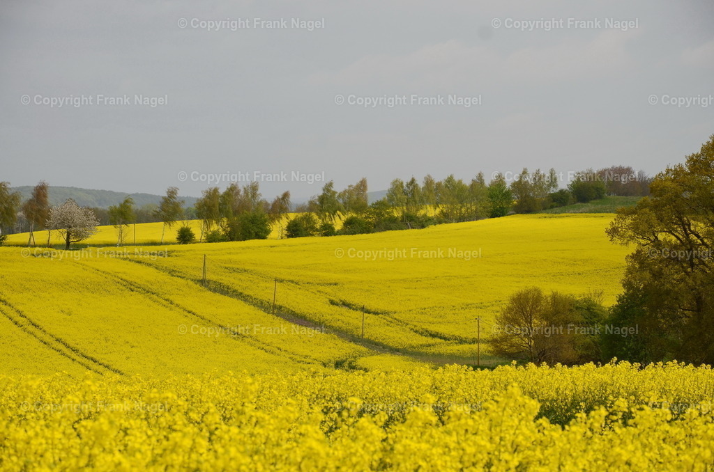 Rapsfelder  | Rapsfelder auf der Insel Rügen, fotografiert im Bereich Stedar - Realisiert mit Pictrs.com