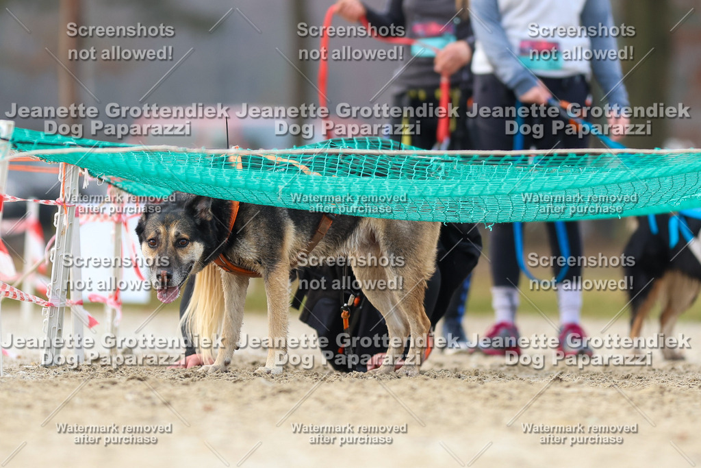 Dog Paparazzi - Strongdog North Mrz26-4156 | Dog Paparazzi Jeanette Grottendiek Fotografie & Videografie - Realisiert mit Pictrs.com