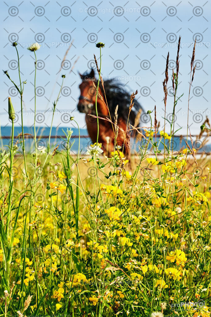 290_202406_Niki-Herodes_NZ9_0211 | proPHOTO - Realisiert mit Pictrs.com