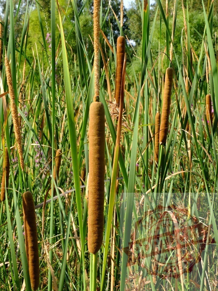 Typha latifolia plants growing in the swamp | Close-up of reedmace plants with green leaves and brown spikes, creating a peaceful natural scene in a swamp - Realisiert mit Pictrs.com