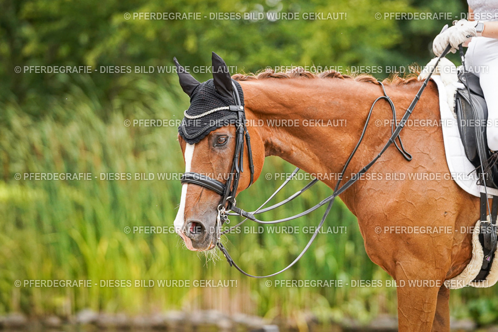 DSC07394 | Pferdegrafie