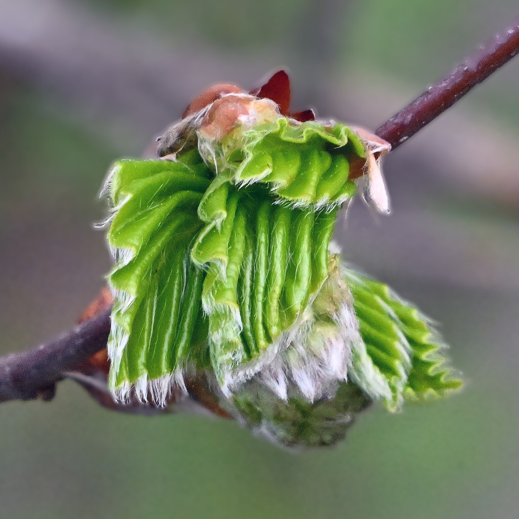 Buchenknospe01q - Kopie | lucisnaturbilder - Realisiert mit Pictrs.com