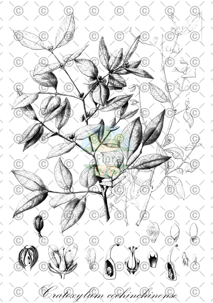 HistAbb_wfo-0000174061_1_ENZY_Simple | Historische Abbildung von Cratoxylum cochinchinense - Hypericaceae | Historical Illustration of Cratoxylum cochinchinense - Hypericaceae