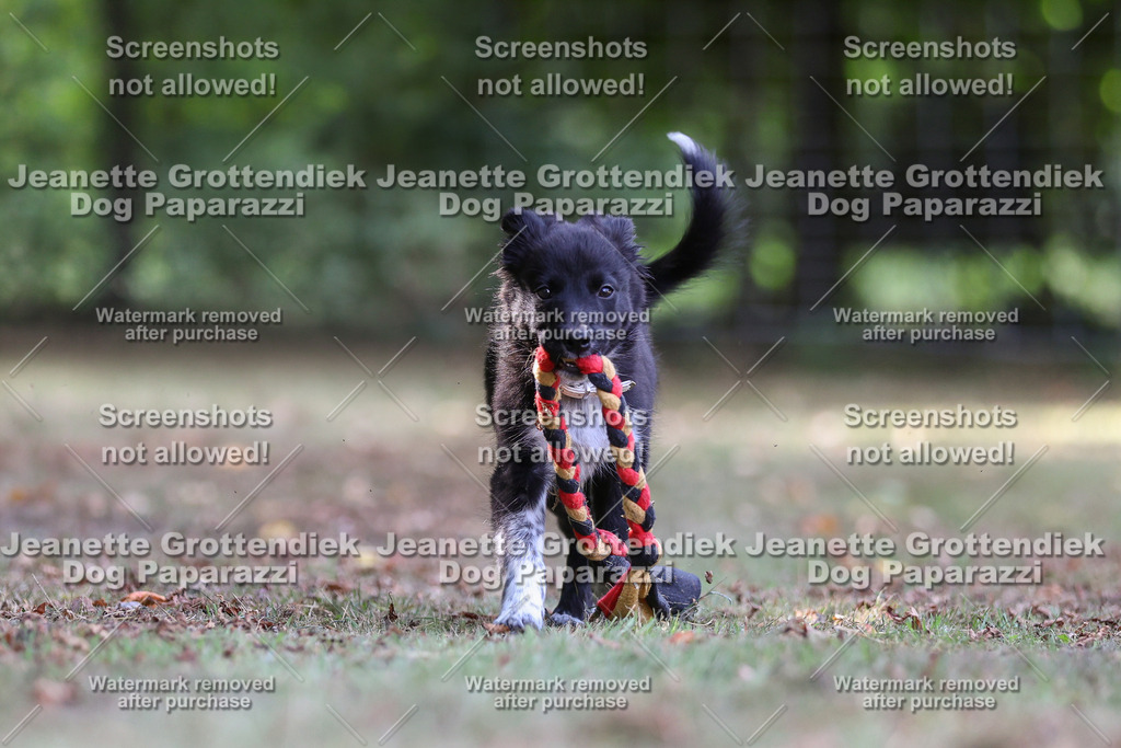 Dog Paparazzi -  Agiltiy Greffen 0826-560 Kopie | Dog Paparazzi Jeanette Grottendiek Fotografie & Videografie - Realisiert mit Pictrs.com