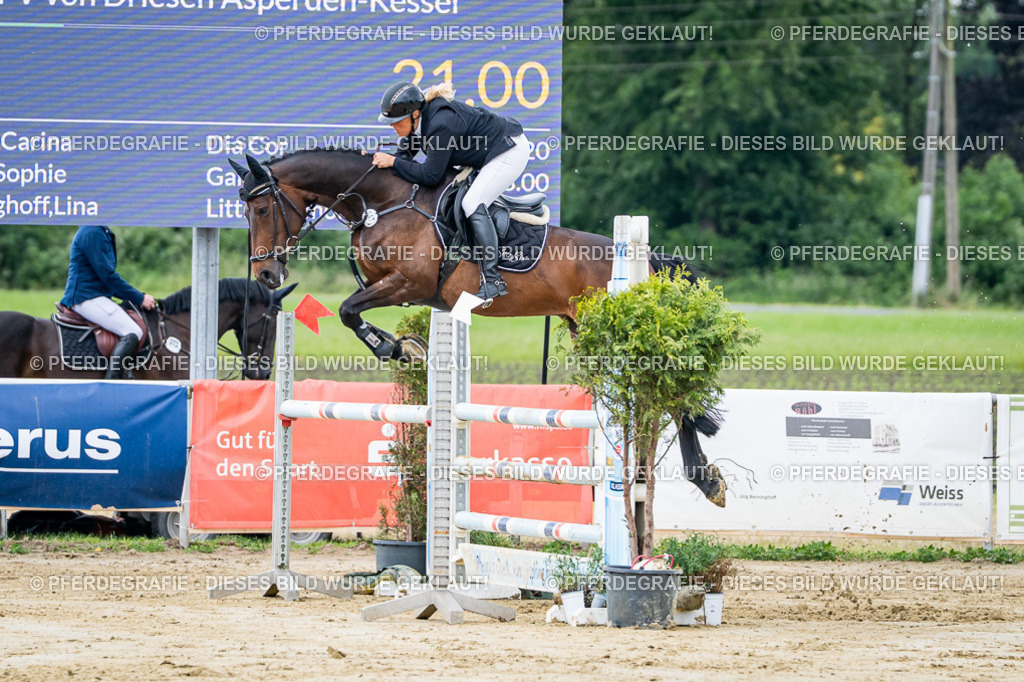 DSC04194 | Pferdegrafie