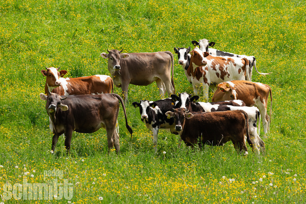PS-Tiere-2026-20 | Entdecke die größte Bildgalerie der Region mit Fotografien aus dem Allgäu, der Bodenseeregion, Oberschwaben, dem Donautal und der Schwäbischen Alb. Landschaften, Luftaufnahmen und Reisefotografie als Wandbild und Fotokunst. - Realisiert mit Pictrs.com