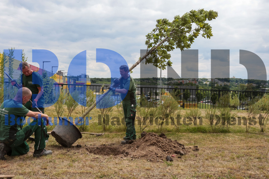 Eicheingrabung | Eicheingrabung - Realisiert mit Pictrs.com