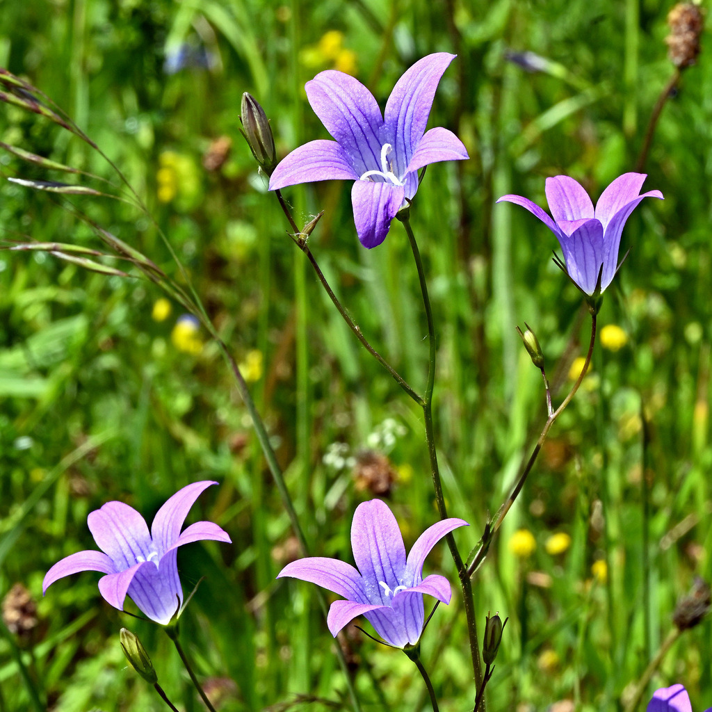 Wiesenglockenblume01q | lucisnaturbilder - Realisiert mit Pictrs.com