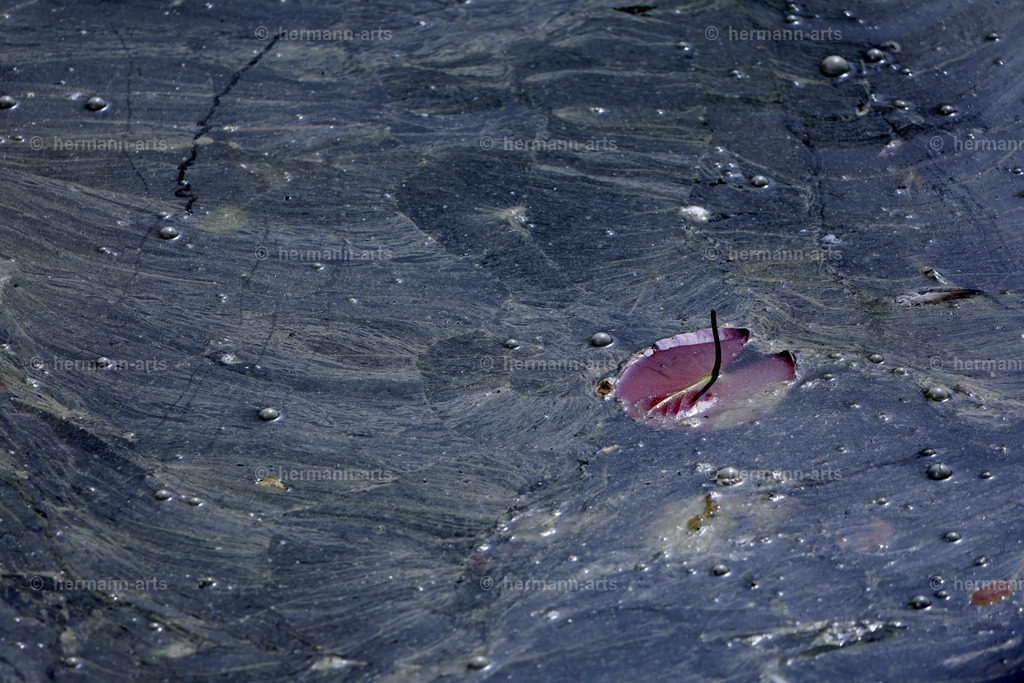 Nature-Arts-004 | Photo Foto Kunst Art schwarzweiss Bilder Rheine Münster Berlin Blumen 