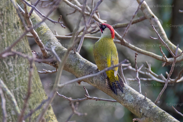 20175 | Tierfotografie, Tierkalender, Tierbilder, Insekten, Spinnen, Vögel, Schmetterling, Libellen, Leinwand, Colorkey, Qualität, Geschenkartikel, Geschenk - Realisiert mit Pictrs.com
