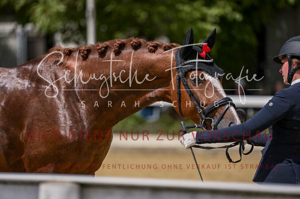 Schugtsche-Aluta25-48.Reitpferfdeprf.-178 | Schugtsche Fotografie - Realisiert mit Pictrs.com