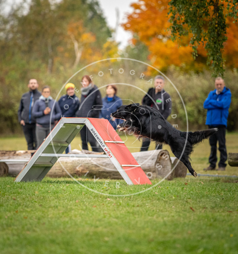 Pfotenfotografie_DV3A0483 | Hundefotografie, Tierfotograf, Pfotenfotografie, Fotoshooting Hund, Hunde Portrait, Hundesport, Hundeportraits, Heideshooting, Hunde, Sportfotograf, Hundefotograf, Turnierhundsport, THS,  - Realisiert mit Pictrs.com