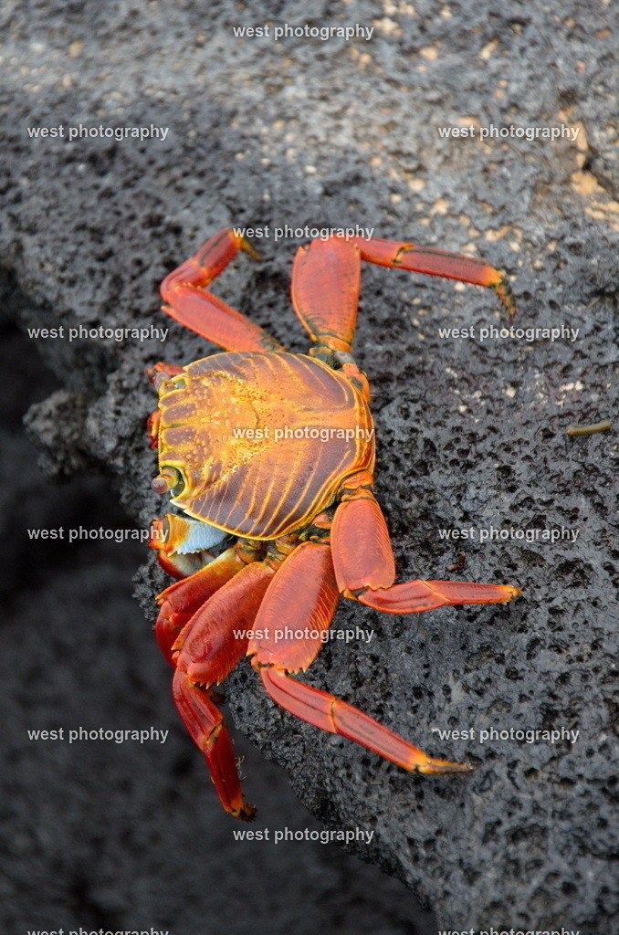 Galapagos Crab - EQU 2015 | west photography - Realisiert mit Pictrs.com