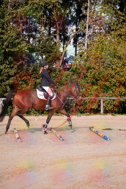 2026_10_03_Siefer-Hof_143437_Z81_02472324 | Professionelle Reitsport-, Turnier- und Eventfotografie von Robert Broda. Galerien mit ausgewählten und bearbeiteten Bildern direkt online ansehen und bestellen.