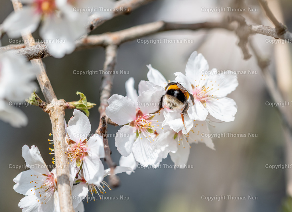 Hummel-Mandelbluete-Bergstrasse-Weinberge-Fruehling-hessische-bergstrasse-Bensheim-Heppenheim-Fotografie-Thomas_neu-1412 | Die Mandelblüte an der Hessischen Bergstraße gehört zu den schönsten Frühlingsmomenten der Region. Ein blühender Mandelbaum steht oberhalb der Weinberge zwischen Bensheim und Heppenheim und bietet einen weiten Blick über die Rebenlandschaft.  Die Kombination aus blühenden Mandelbäumen, Weinbergen und der sanften Landschaft der Bergstraße macht diese Szene zu einem typischen Motiv des Frühlings in Südhessen.,Bild: Thomas Neu