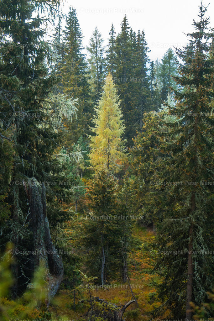 Divers_Erlebnisraum_Wald_23_Peter_Maier-886 | piet_flosse