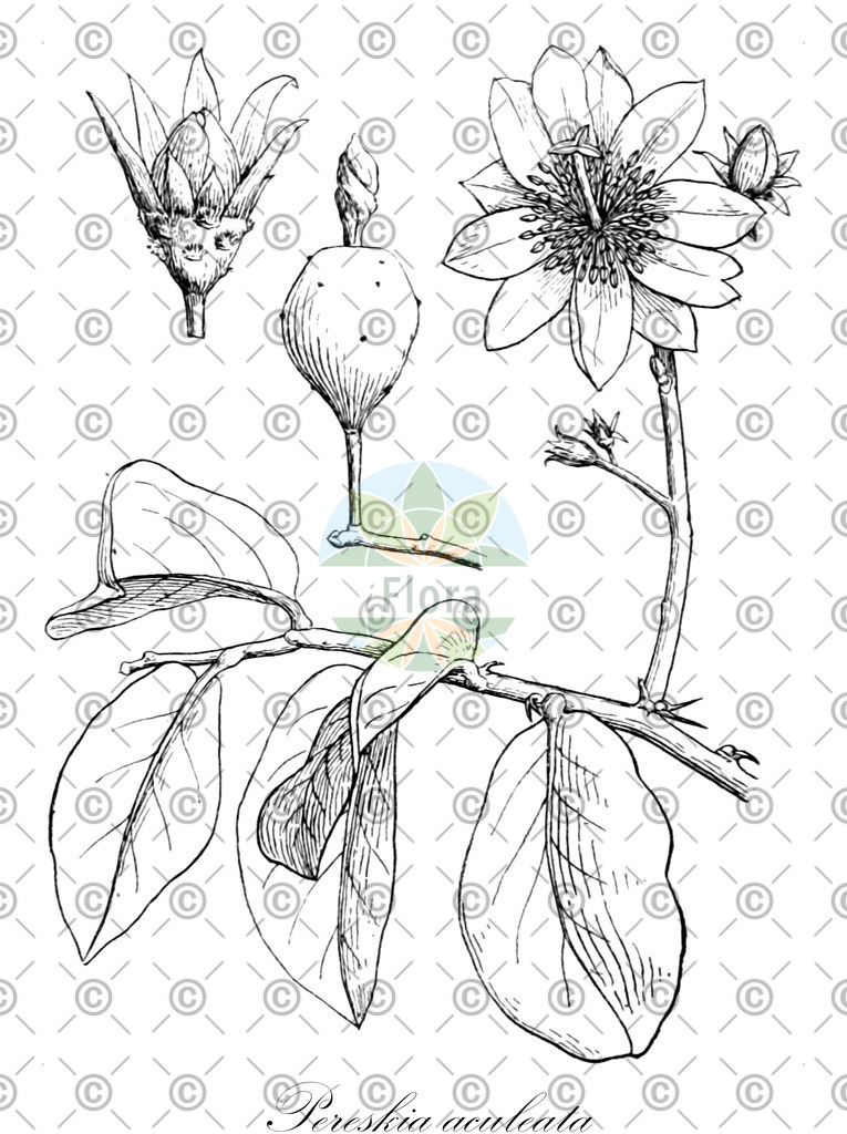 HistAbb_wfo-0000397847_2_ENZY_Simple | Historische Abbildung von Pereskia aculeata - Cactaceae | Historical Illustration of Pereskia aculeata - Cactaceae (barbados gooseberry;blade apple cactus)