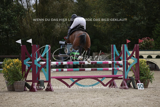1J2A0791Britta Braunert_ Convolto PS_ Kn289_ Havekost | Foto- und Videografie für alles rund ums Pferd. Hochwertige Bilder und Videos vom Spring- und Dressurreiten, Voltigieren & mehr. Jetzt aktuelle Veranstaltungen und Preise im Shop ansehen. - Realisiert mit Pictrs.com