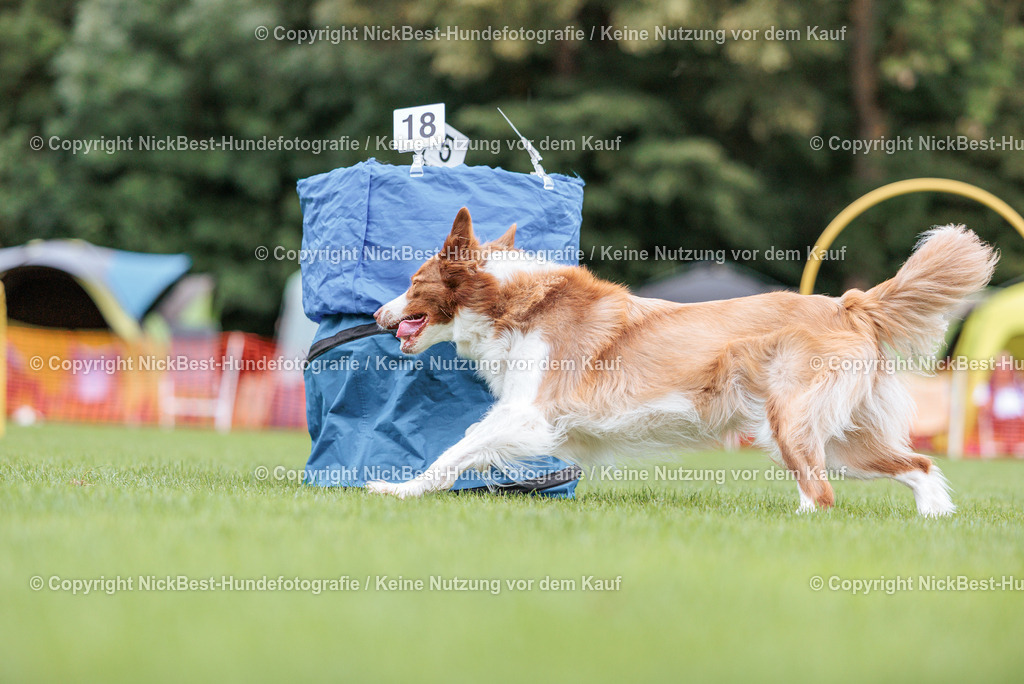 BSP Hoopers-H2 Tag2-2026-Nickbest-Hundefotografie-TuS Komet Arsten e.V.-3774 | Dein Hund! Dein Moment! Deine Erinnerungen! Hundefotografie in Bremen Blumenthal. Ich fange die besonderen Momente deines Vierbeiners ein – ob Indoor mit Blitzanlage oder in der freien Natur. Sicher dir dein Moment und dein Termin für eure Erinnerungen.
