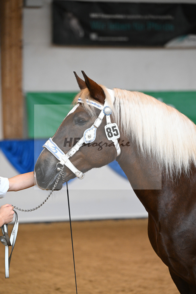 Kat-Nr. 85 Monarchin_Bachmair_53220473 | hf-fotografie - Realisiert mit Pictrs.com