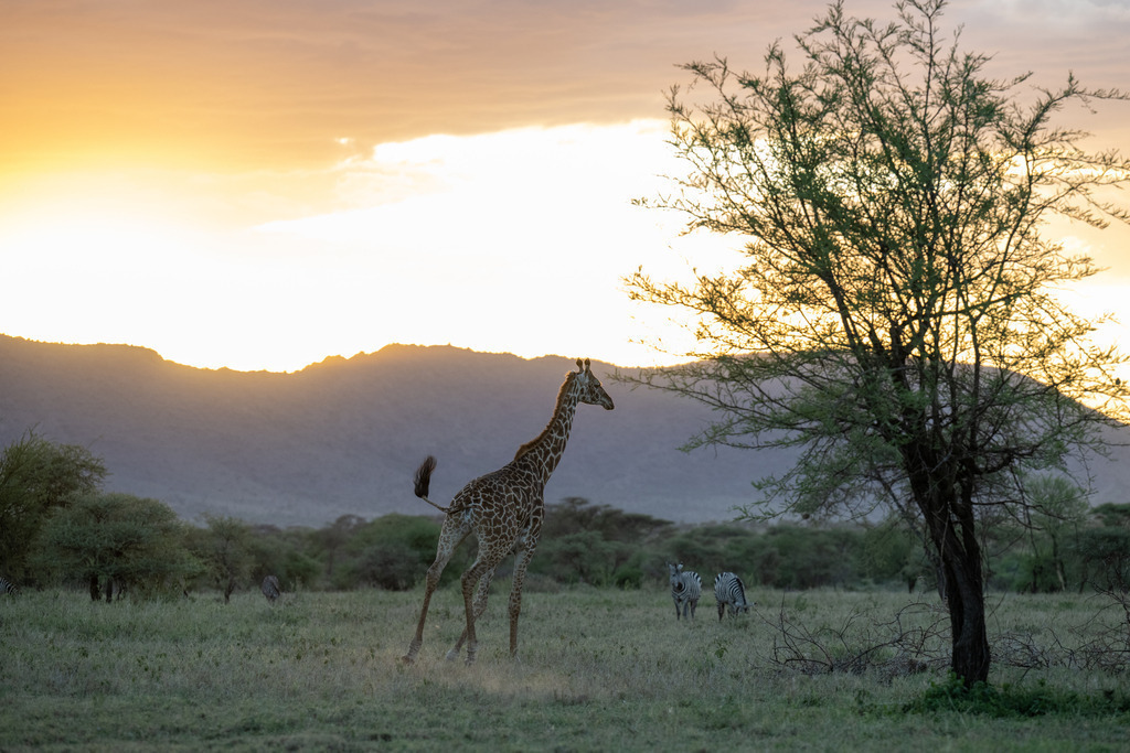 Serengeti Nationalpark - 28. September 2022 | Giraffe und Zebras beim Thorn Tree Camp im Serengeti Nationalpark.
Bild: Sportfotografie Markus Aeschimann | www.markus-aeschimann.ch - Realisiert mit Pictrs.com