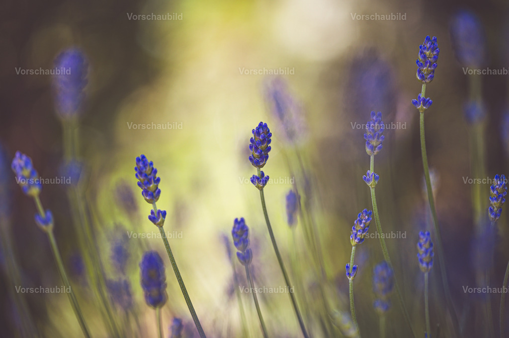 Fotoatelier Christian Hofmeister | Stadtlandschaften, sowie Makro-, Landschafts-, Natur- und Schwarzweißfotos aus der Region Celle &amp; Umgebung