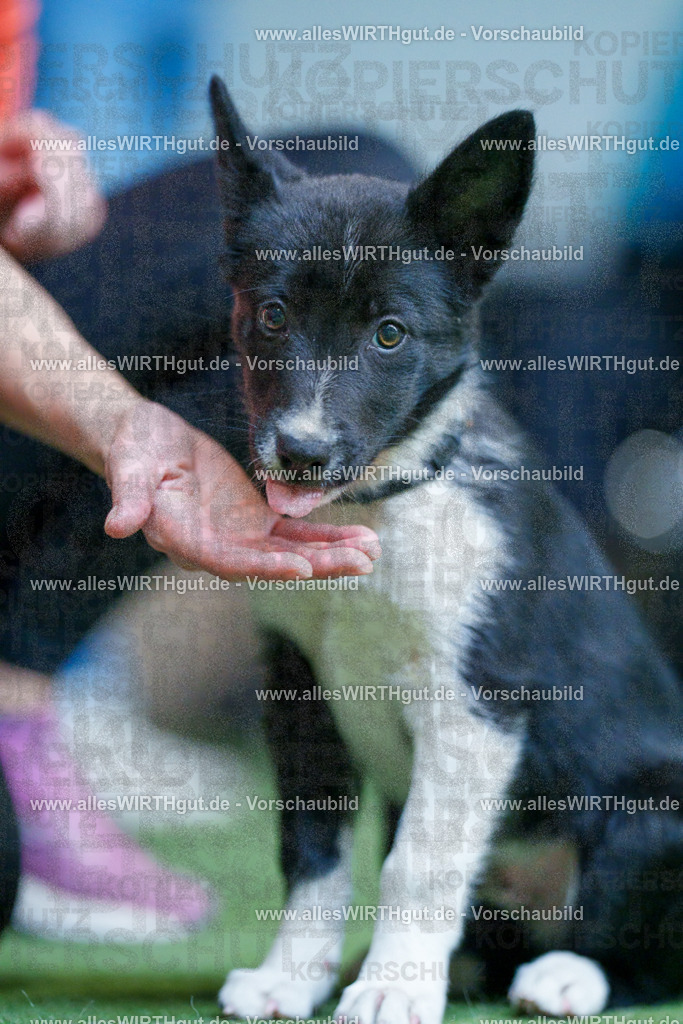 @allesWIRTHgut_Tierfotografie - www.allesWIRTHgut.de - 2604251311-7R503650 | Professionelle Tierfotografie in Mönchengladbach von Daniel Wirth (allesWIRTHgut). Liebevolle & natürliche Bilder von Hunden & Katzen für unvergessliche Erinnerungen.