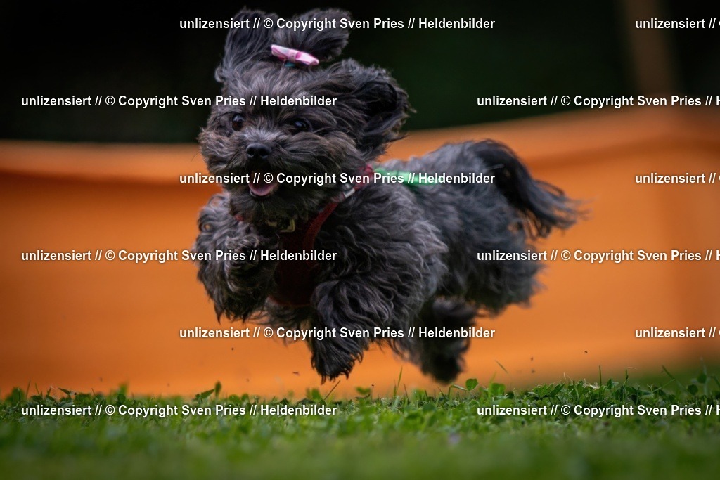 Sven Pries | 19. Allgemeines Hunderennen Karlsruhe Durlach - Realisiert mit Pictrs.com